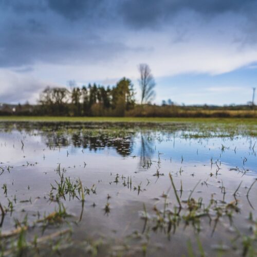 Flooded, swampy grassland with a tree line in the distance, grey cloudy skies after a storm